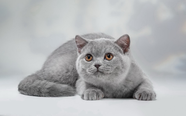 Gray cat yellow eyes dog free wallpaper for desktop - medium preview image