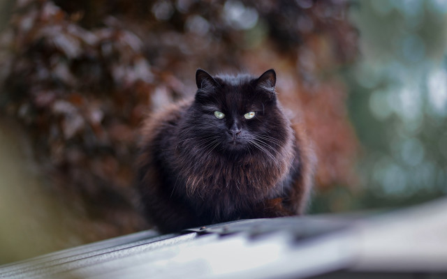 Black cat roof tree green free wallpaper for desktop - medium preview image