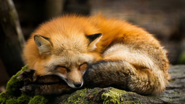 Red fox sleeping mossy rock free wallpaper for desktop - medium preview image