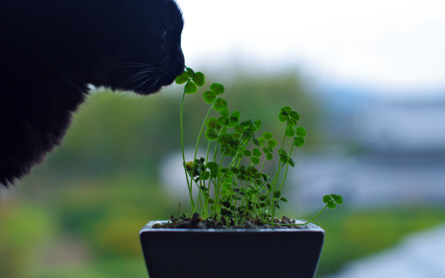 Cat sniffing plant macro ecological free wallpaper for desktop - medium preview image