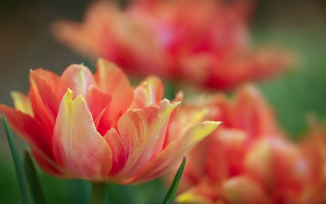 Orange flower bokeh shallow depth free wallpaper for desktop - medium preview image