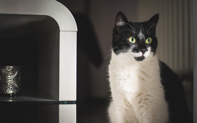 Black cat vanitas vase photocopy free wallpaper for desktop - medium preview image