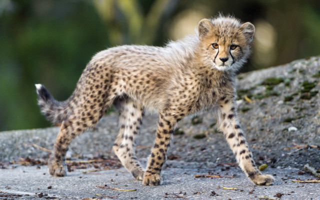 Cheetah cub rock wild blurry free wallpaper for desktop - medium preview image