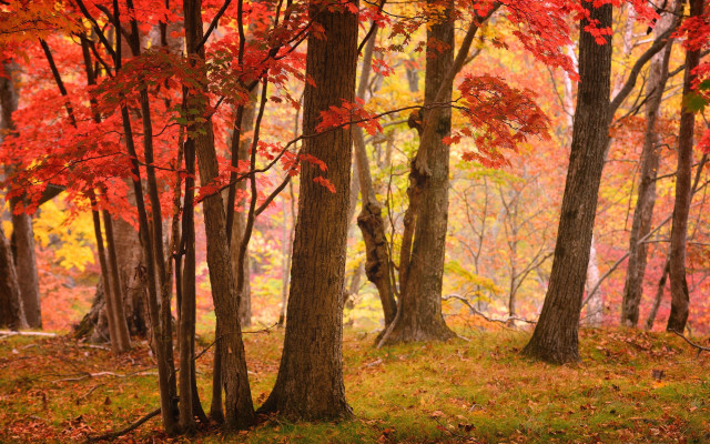 Autumn forest bench leaves fire free wallpaper for desktop - medium preview image