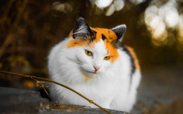 Orange cat sitting rock sunny free wallpaper for desktop - medium preview image