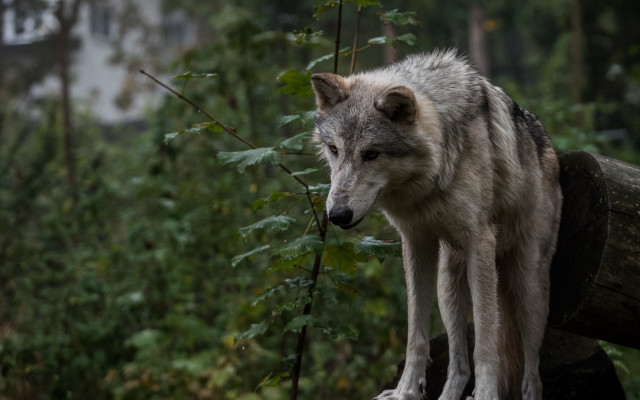 Wolf log forest building tilt free wallpaper for desktop - medium preview image