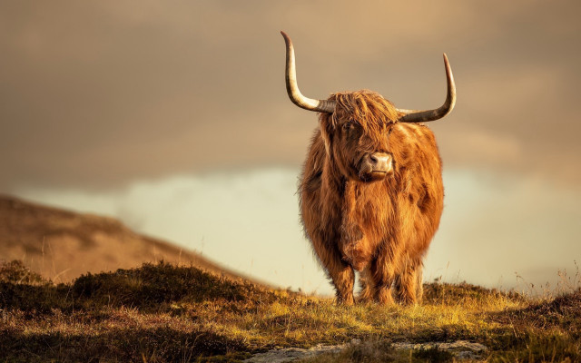 Large brown animal hill grass free wallpaper for desktop - medium preview image