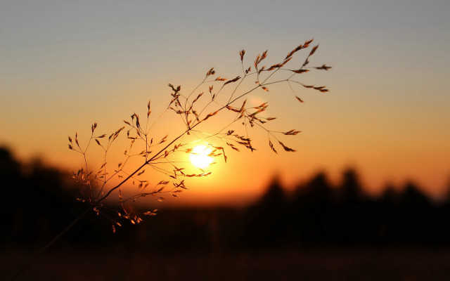 Plant sunset blurry background trees free wallpaper for desktop - medium preview image