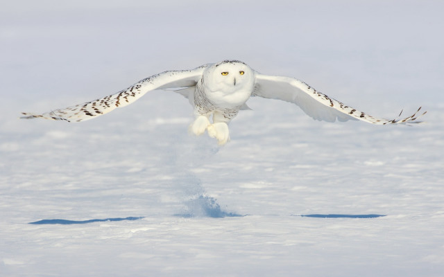 Snowy owl flying wings spread free wallpaper for desktop - medium preview image