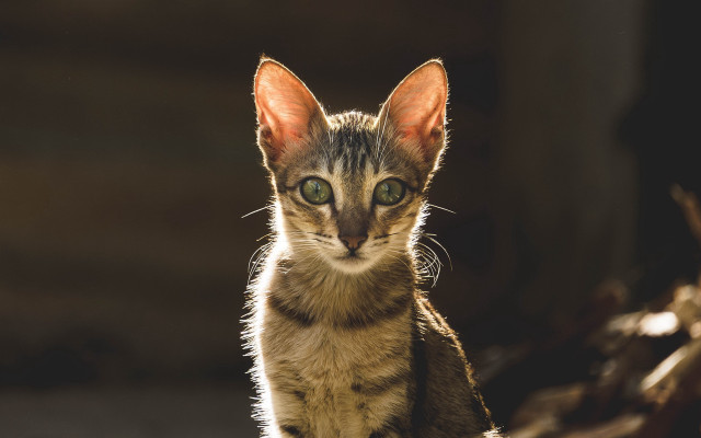 Small kitten green eyes animal free wallpaper for desktop - medium preview image