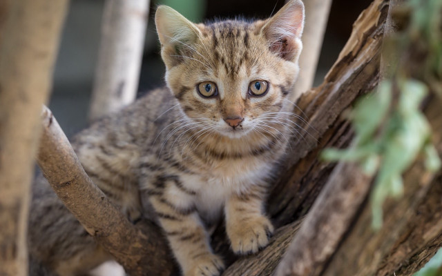 Kitten tree branch enclosure photorealistic free wallpaper for desktop - medium preview image