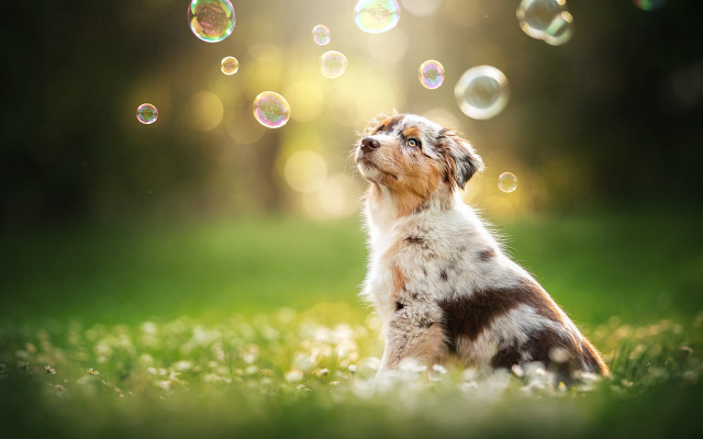 Dog bubbles grass moon night free wallpaper for desktop - medium preview image