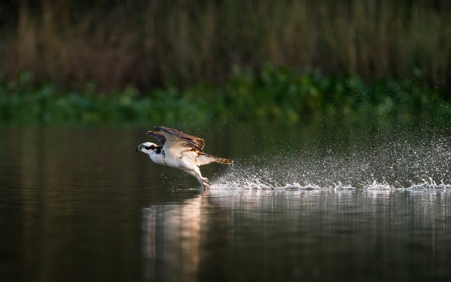 Bird flying water fish splashing free wallpaper for desktop - medium preview image