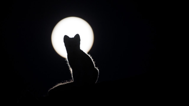 Cat moonlight night fullmoon greyscale free wallpaper for desktop - medium preview image