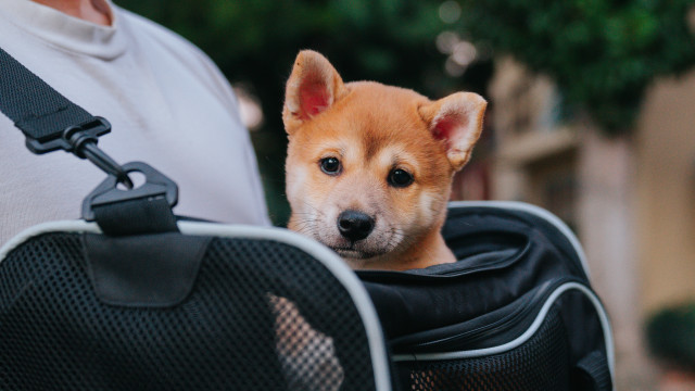 Small dog carrier cute bokeh free wallpaper for desktop - medium preview image