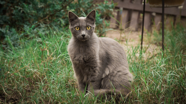 Sad cat in grass nature #3 free wallpaper for desktop - medium preview image