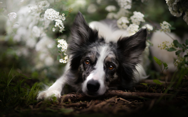 Dog grass whiteflowers sadlook photorealistic free wallpaper for desktop - medium preview image