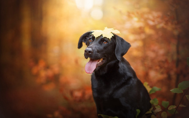 Black dog yellow leaf autumn free wallpaper for desktop - medium preview image