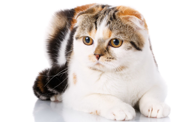 Cat blue eyes white background free wallpaper for desktop - medium preview image