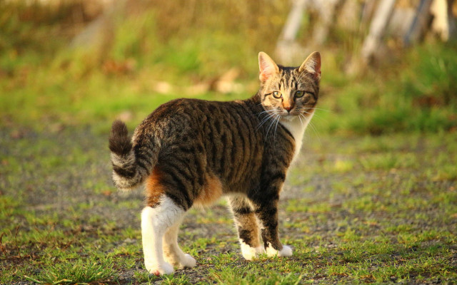 Cat field fence forest bird free wallpaper for desktop - medium preview image