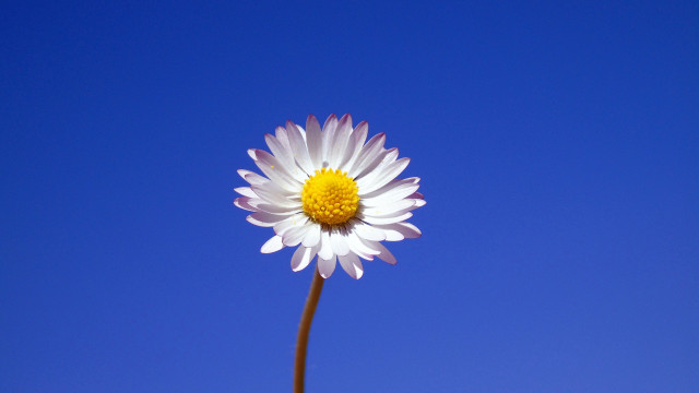 White flower blue sky macro free wallpaper for desktop - medium preview image