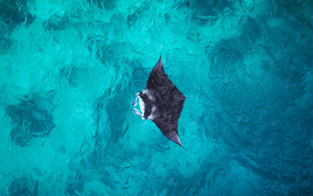 Black white shark underwater boat free wallpaper for desktop - medium preview image