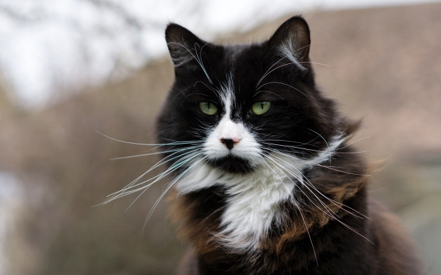 Black cat green eyes portrait free wallpaper for desktop - medium preview image