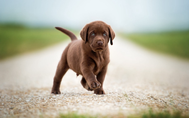 Puppy running gravel road outdoors free wallpaper for desktop - medium preview image