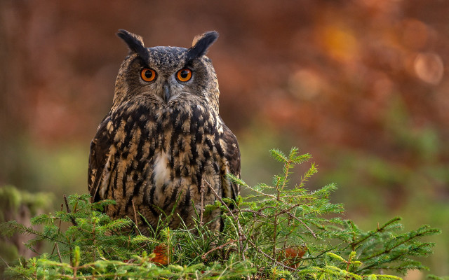 Owl tree branch blurry background free wallpaper for desktop - medium preview image