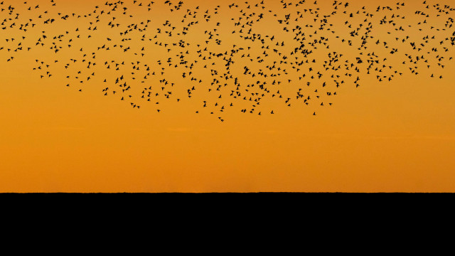 Birds flying over field sunset free wallpaper for desktop - medium preview image