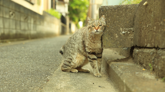 Cat road looking camera rayonism free wallpaper for desktop - medium preview image