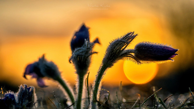 Flower sunset blurry background macro free wallpaper for desktop - medium preview image