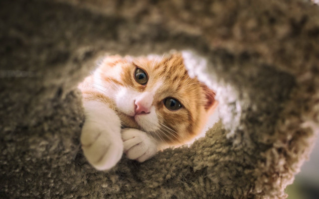 Curious cat laying scratching post free wallpaper for desktop - medium preview image