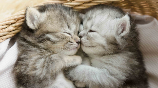 Kittens cuddling basket sleeping adorable free wallpaper for desktop - medium preview image