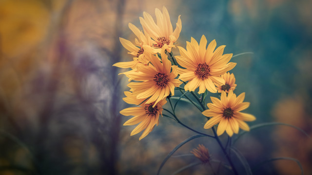 Yellow flowers table forest blurry free wallpaper for desktop - medium preview image