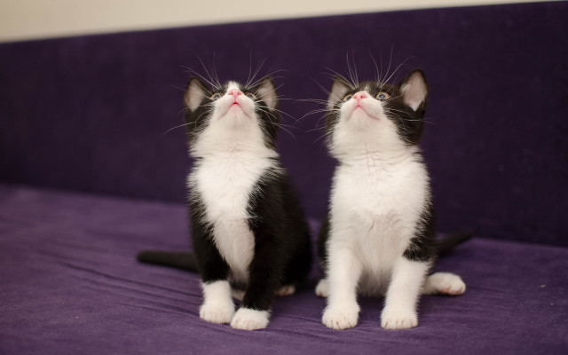 Kittens purple couch closed eyes free wallpaper for desktop - medium preview image