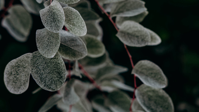 Frosted plant red stems bokeh free wallpaper for desktop - medium preview image