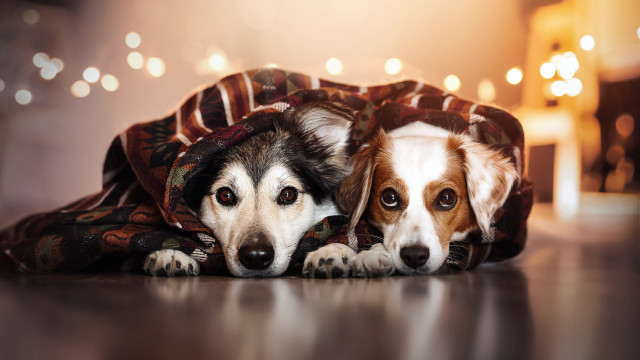 Shiba inu dogs blanket lights free wallpaper for desktop - medium preview image