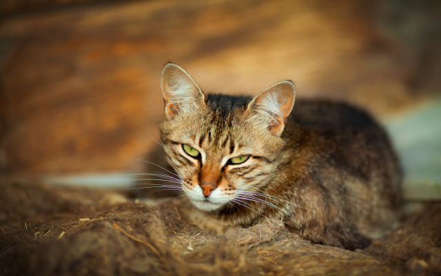 Cat hay sad focus blurry free wallpaper for desktop - medium preview image