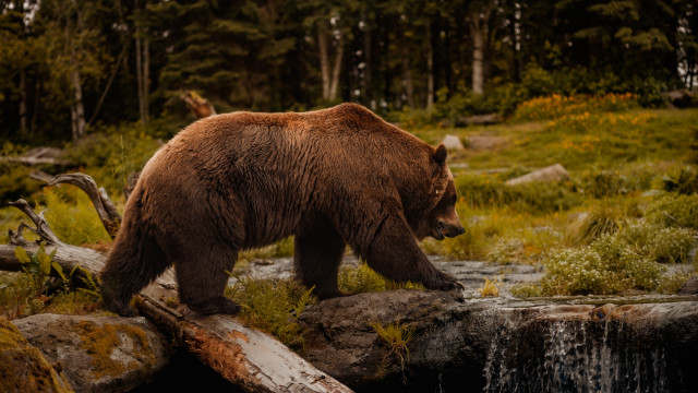 Brown bear forest waterfall fallen free wallpaper for desktop - medium preview image