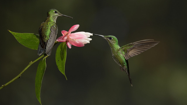 Hummingbirds flower ecological macro award free wallpaper for desktop - medium preview image