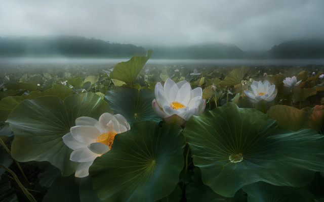 Water lilies foggy mountain dreamlike free wallpaper for desktop - medium preview image