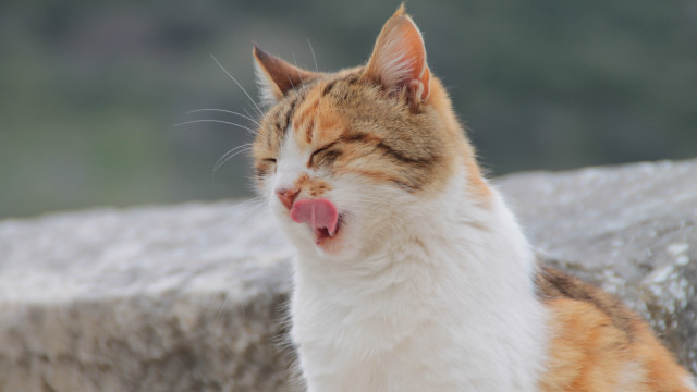 Cat yawning outdoor sun blurry free wallpaper for desktop - medium preview image