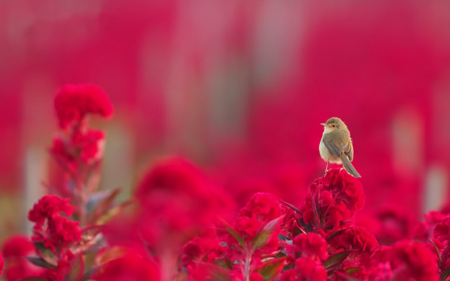 Bird red flower field macro free wallpaper for desktop - medium preview image