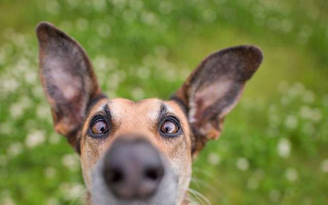 Dog nose up blurry background free wallpaper for desktop - medium preview image