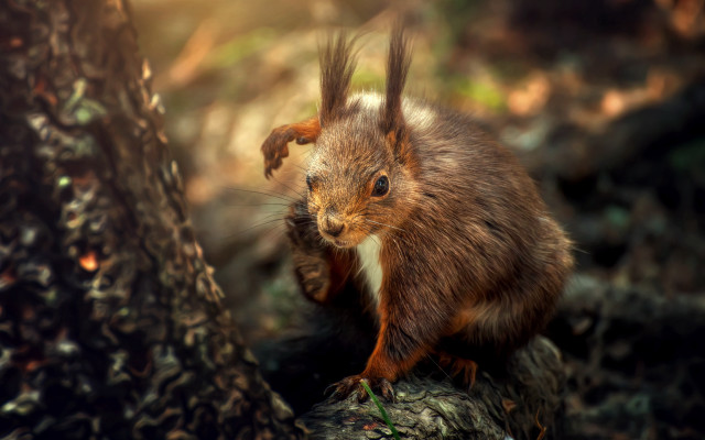Squirrel branch sharp claws bokeh free wallpaper for desktop - medium preview image