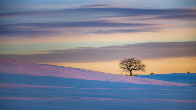 Lone tree snowy field sunset #6 free wallpaper for desktop - medium preview image