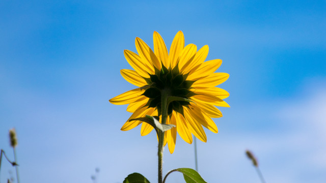 Large sunflower blue sky green free wallpaper for desktop - medium preview image