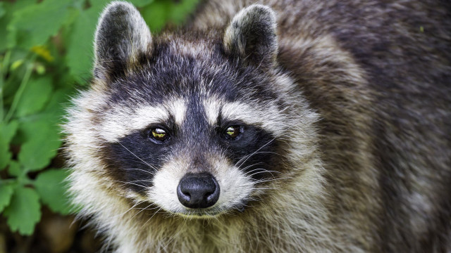 Raccoon sad look bush neoplasticism free wallpaper for desktop - medium preview image