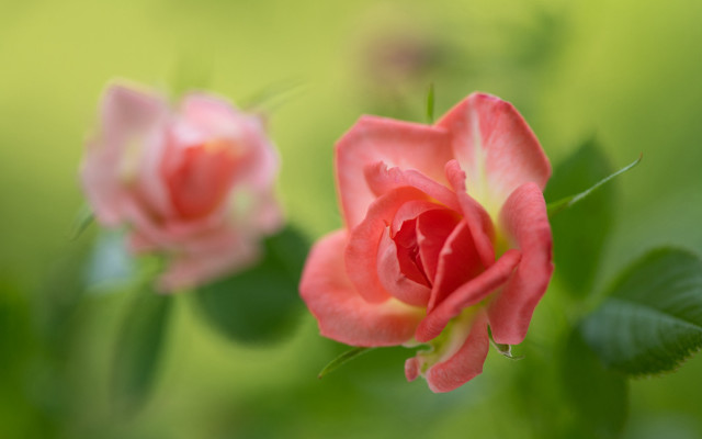 Pink rose green leaves blurry #12 free wallpaper for desktop - medium preview image